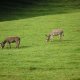 S13-1971