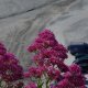 U1505949